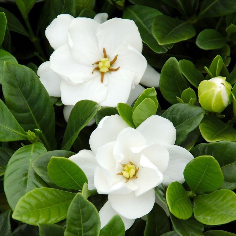 Gardenia (Gardenia Jasminoides)