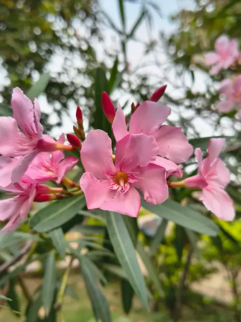 Oleander (Nerium oleander)