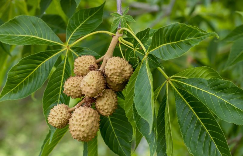 Hand Shaped Leaves Defined The Tree's Distinct Look