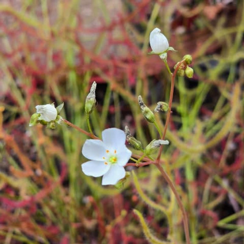 It Blooms With Delicate Flowers 