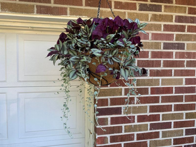 Purple Heart Spills Over Baskets Without Heat Stress