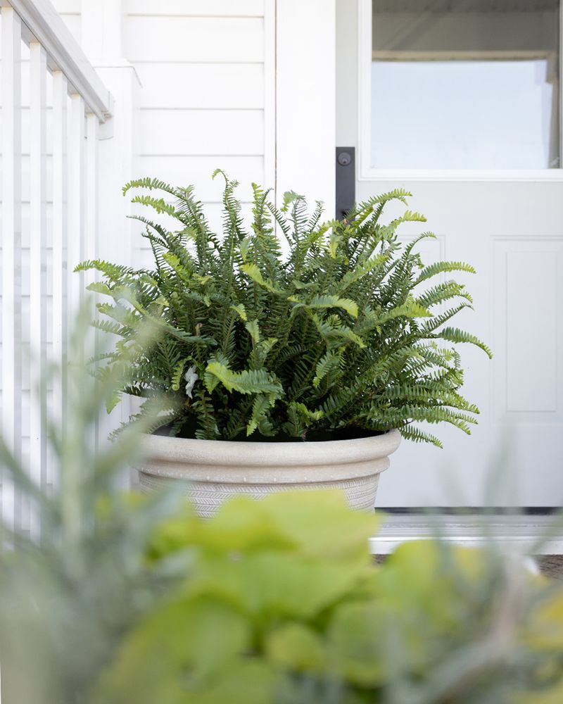 Boston Ferns Soften And Lush Up The Entrance