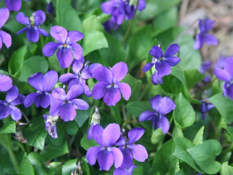 Wild Violet Fills Bare Ground With Tough Green Cover