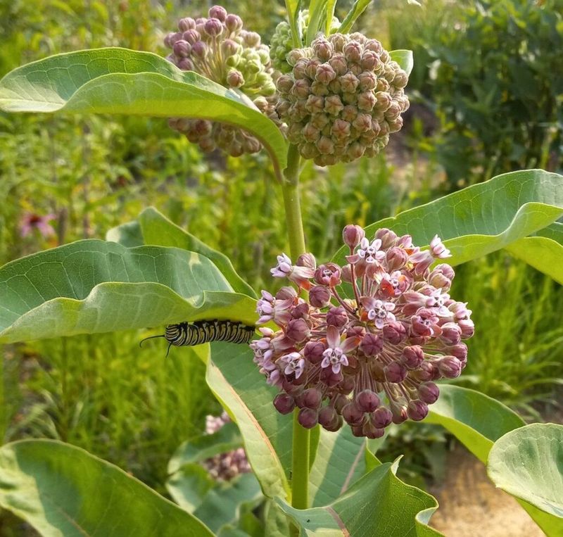 Common Milkweed Starts Strong In Cold