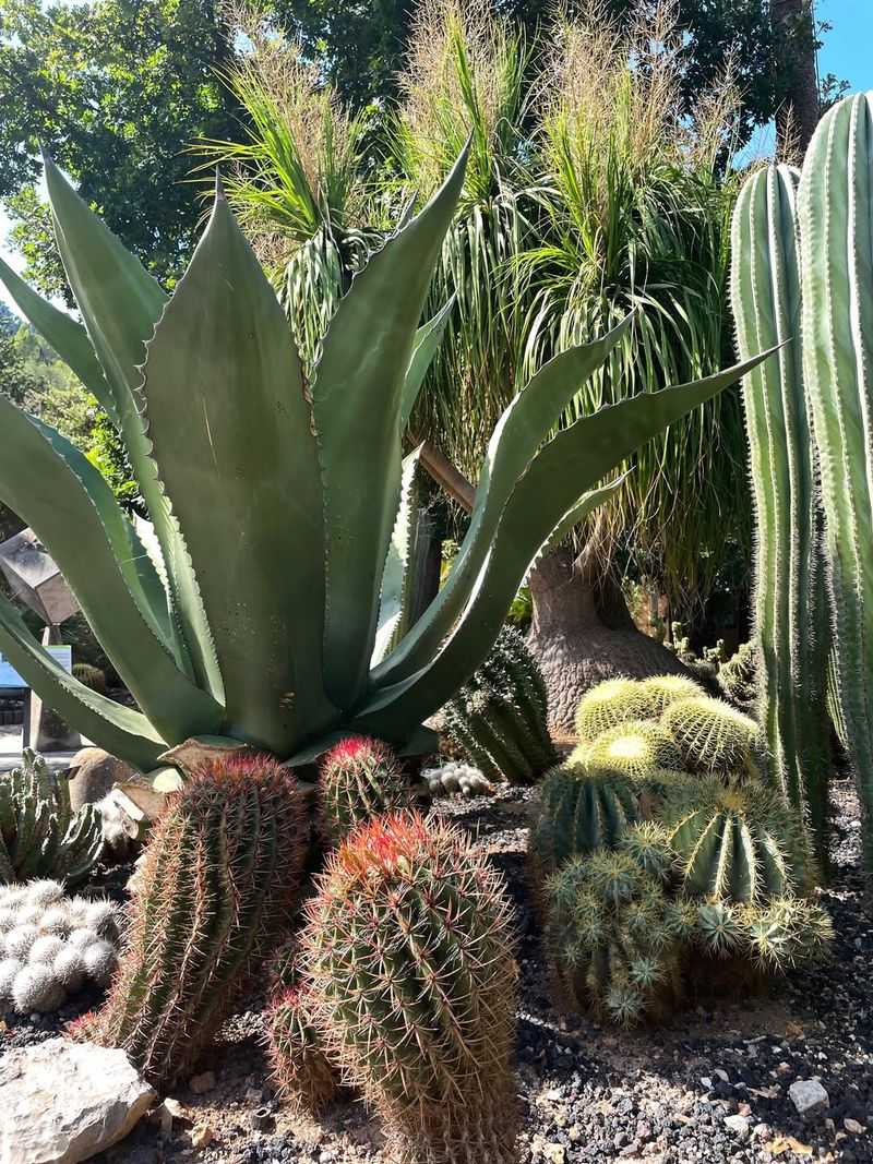 Agave And Fishhook Barrel Cactus Make A Bold Desert Duo