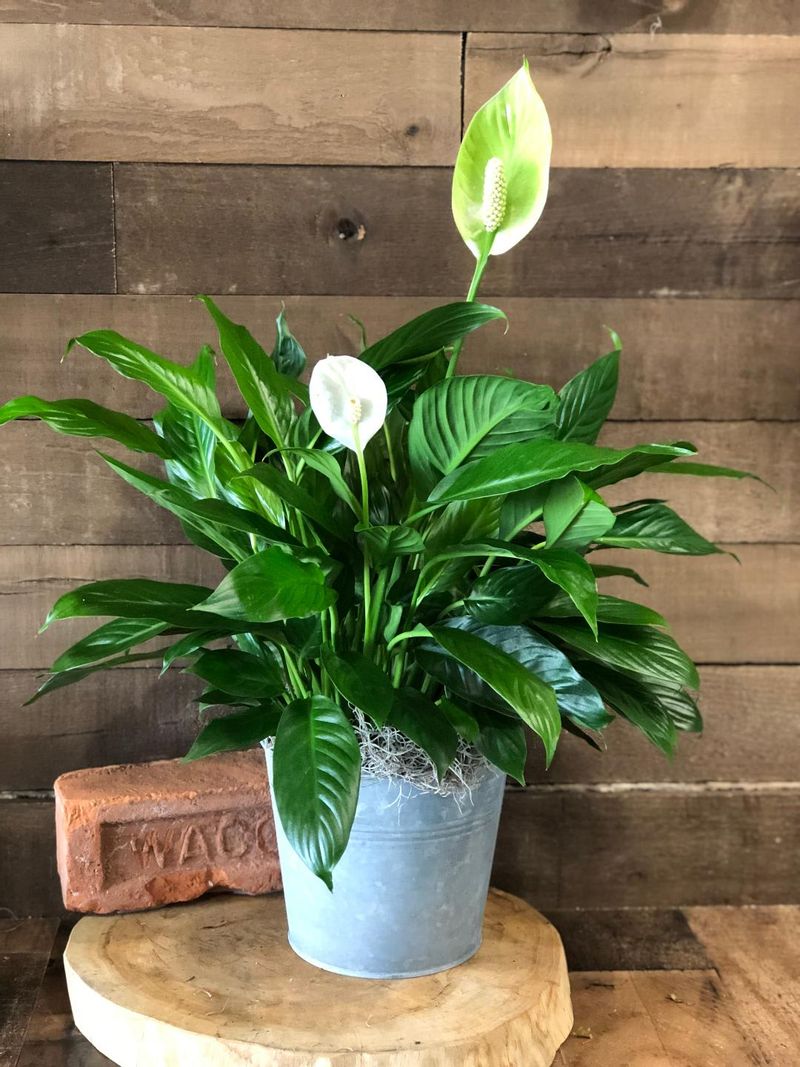 Peace Lily (Spathiphyllum)