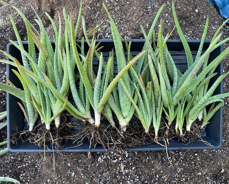 Aloe Vera (Aloe barbadensis miller)