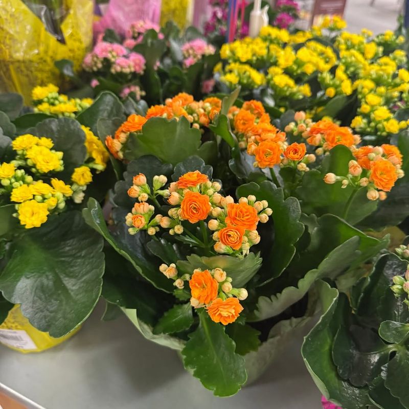 Kalanchoe (Kalanchoe spp.)