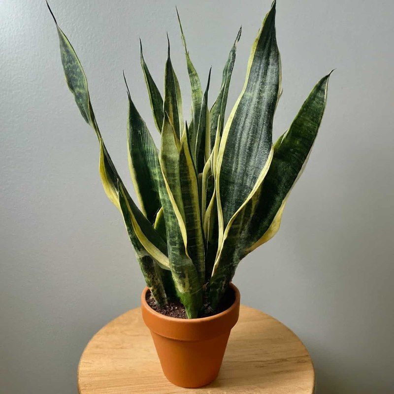 Snake Plant Guards Against Negative Energy