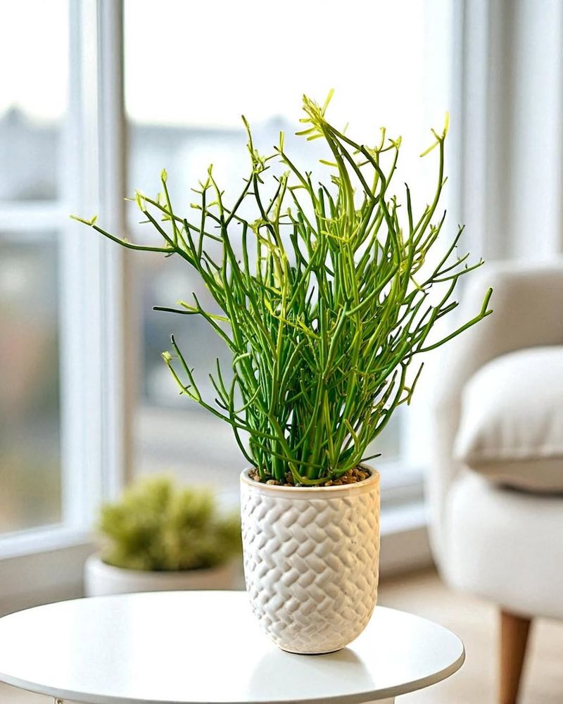 Pencil Cactus May Look Simple But Its Sap Can Irritate Felines