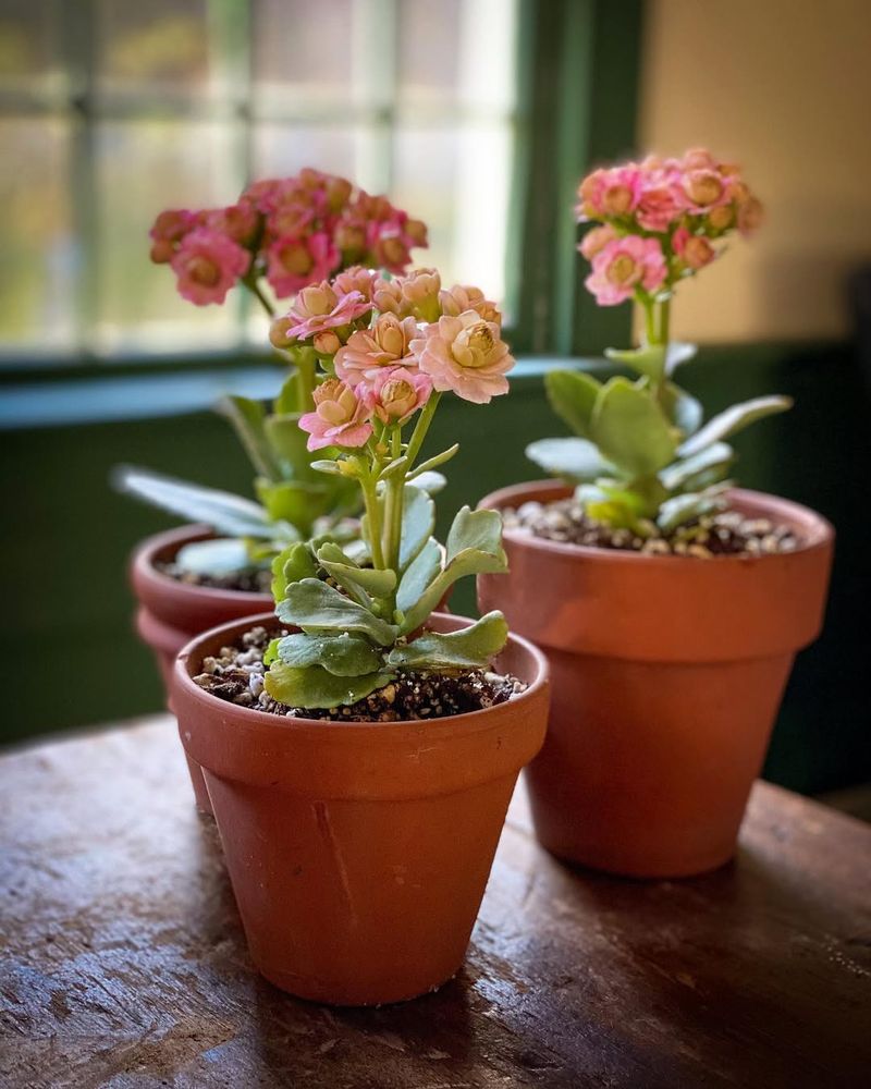 Kalanchoe Produces Bright Blooms And Dangerous Compounds For Cats