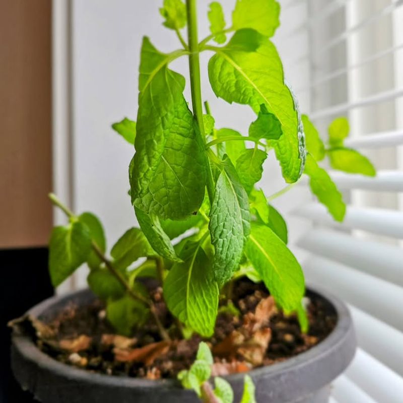 Mint Grows New Roots From Stem Cuttings Quickly