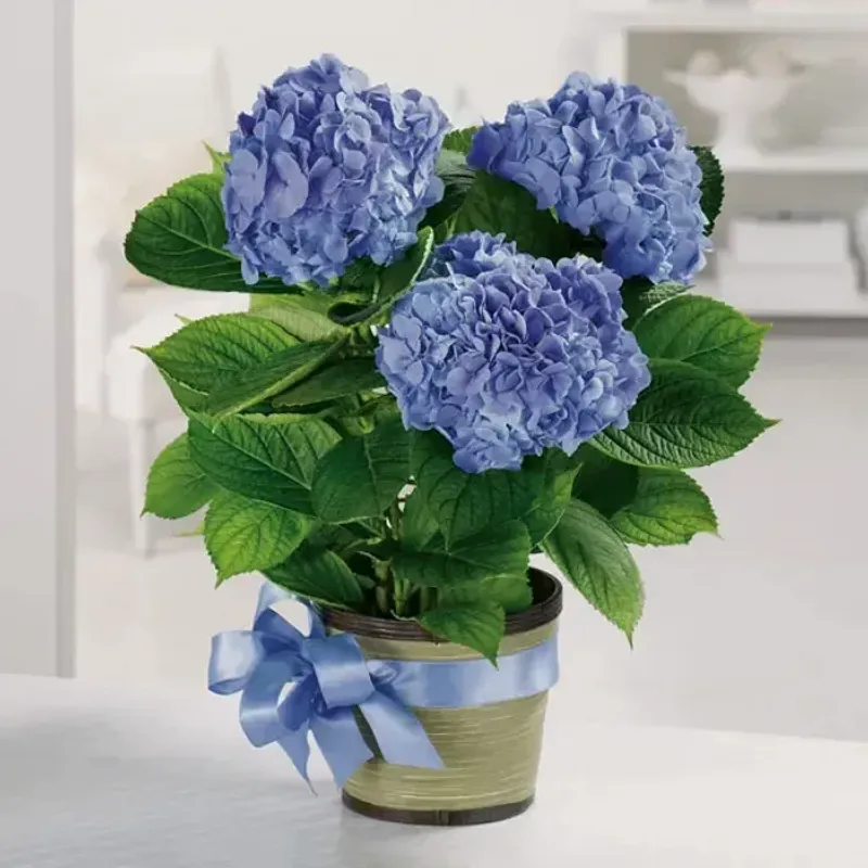 Hydrangea (Gift Pot): Beautiful But Short-Lived Indoors
