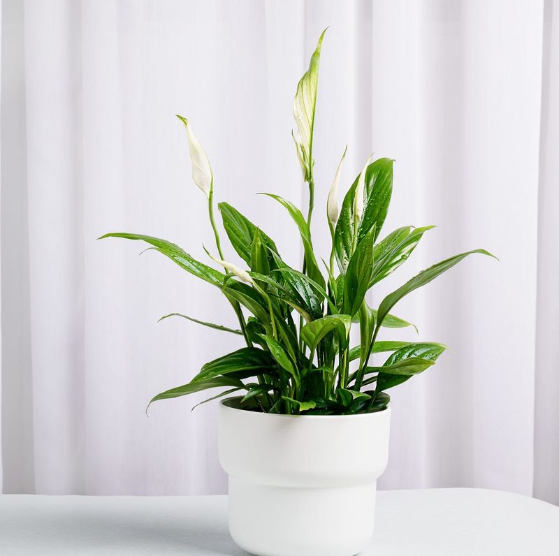 Peace Lily 