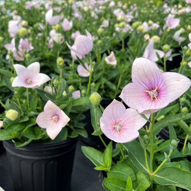 Balloon Flower Opens Into Starry Blooms
