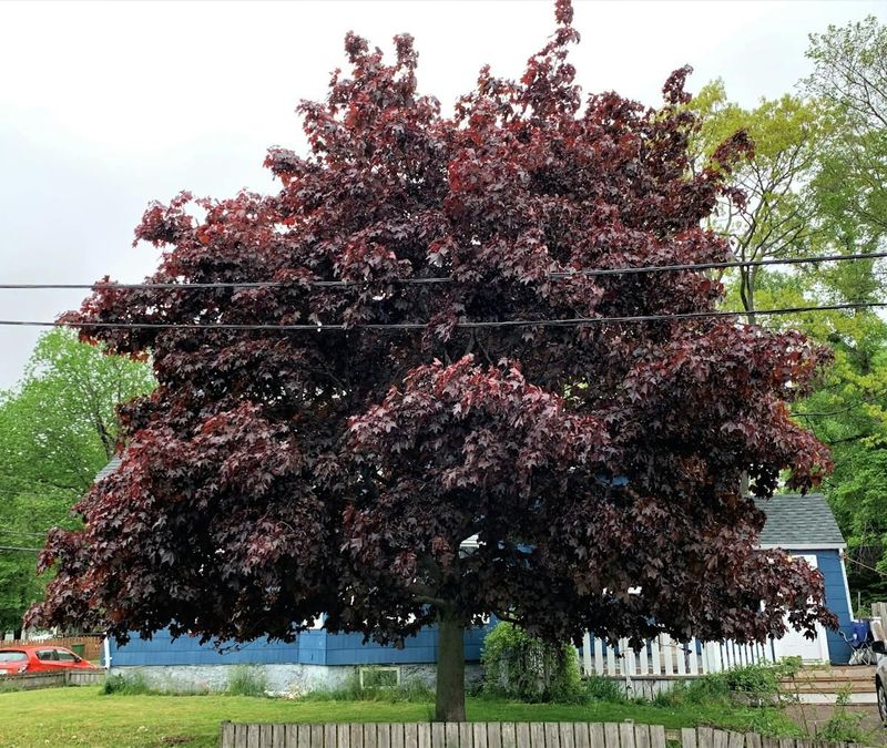 Norway Maple Chokes Out Natives