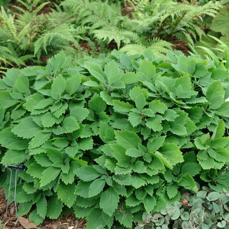 English Ivy To Allegheny Spurge (Pachysandra Procumbens)