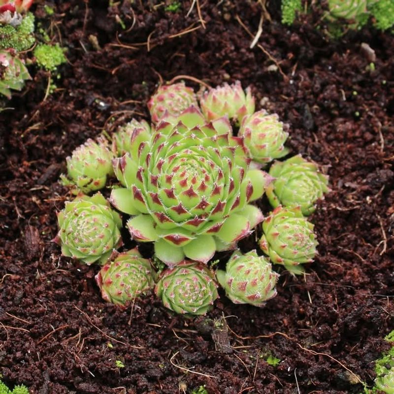 Hens And Chicks Succulents