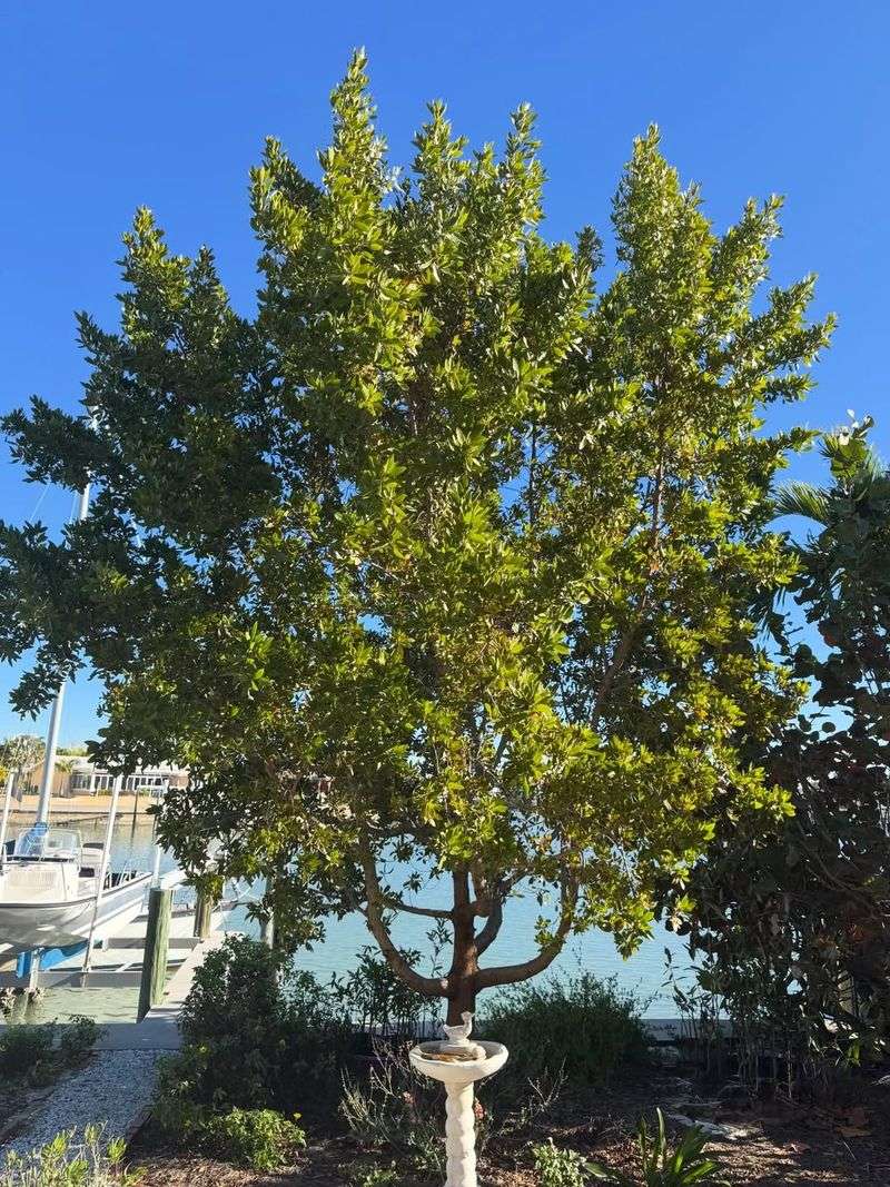 Camphor Tree Seeds Invade Natural Areas Quickly