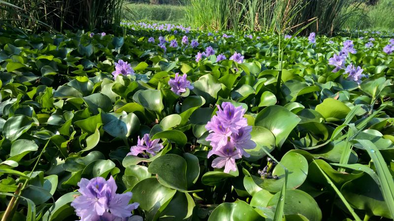 Anchored Water Hyacinth (Eichhornia Azurea)