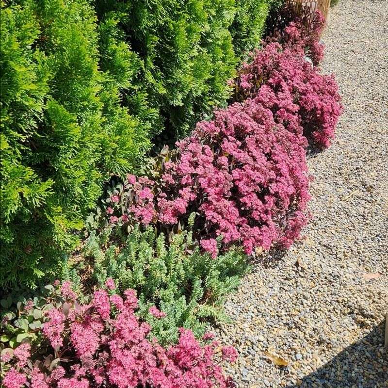 Sedum: Tough Succulent That Thrives On Neglect