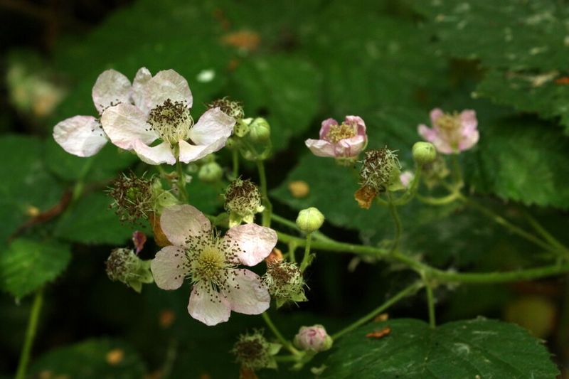 Himalayan Blackberry (Rubus armeniacus)