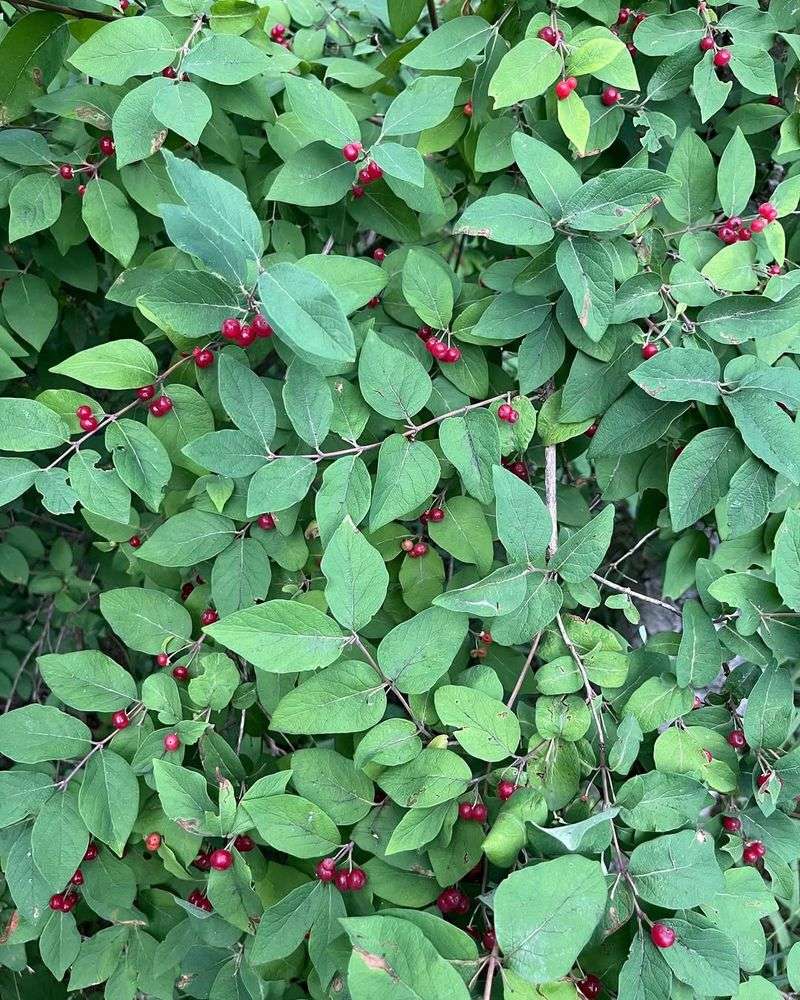 Amur Honeysuckle Dominates Yards And Spreads By Seed