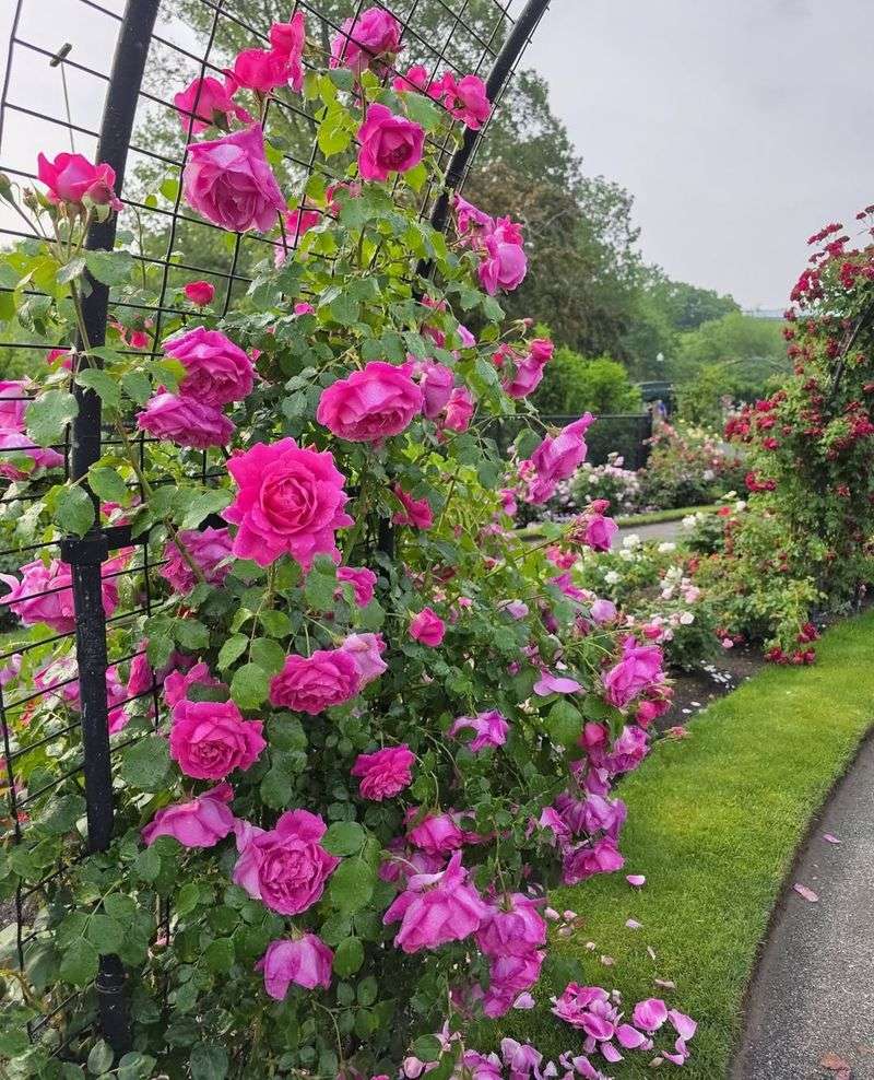 Roses Bring Classic Charm And Upscale Appeal