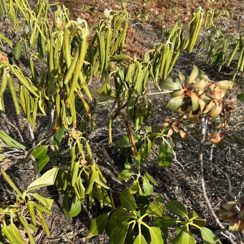 Rhododendrons And Azaleas Showed Leaf Curl And Burn