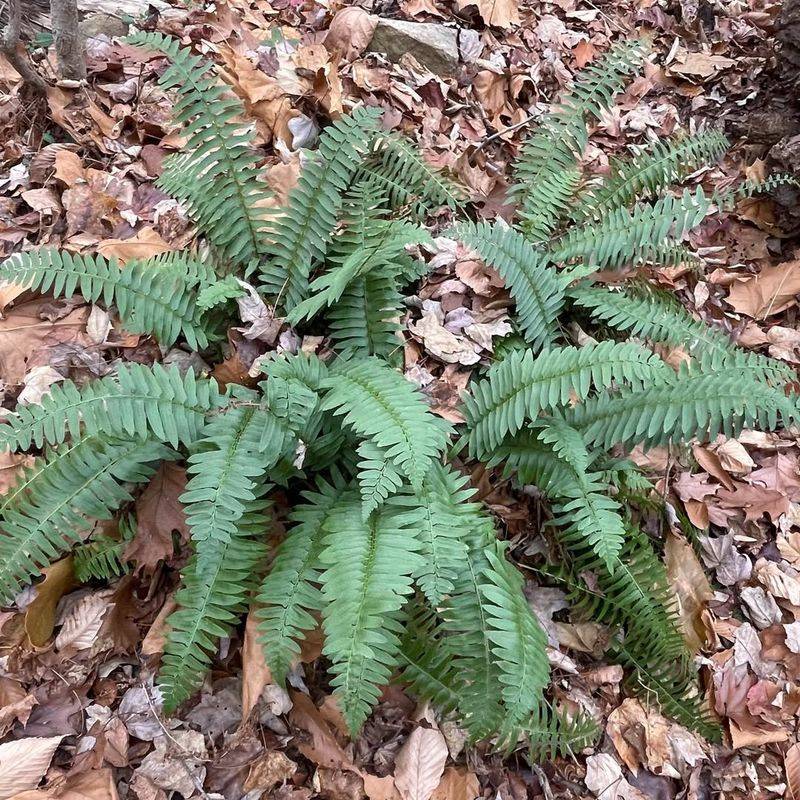 Ferns Thrive In Deer Heavy Areas