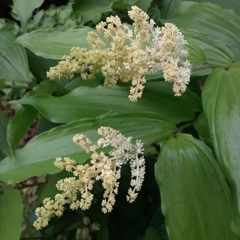 False Solomon's seal (Maianthemum racemosum)