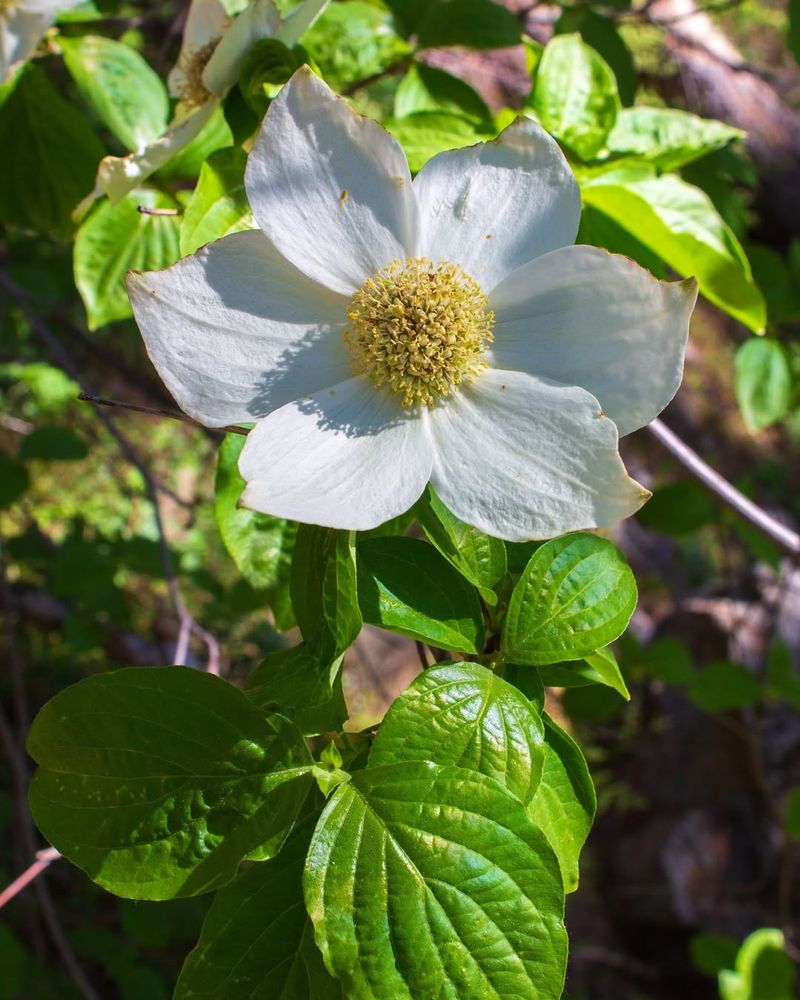 Dogwood (Cornus florida or Cornus nuttallii)