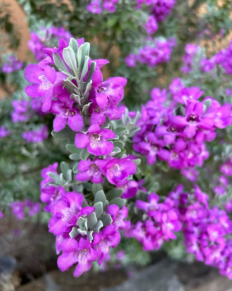 Sage Purifies Spaces With Silvery Blue Leaves
