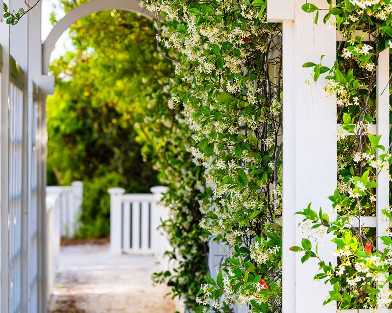 A Welcoming Scent That Greets You Every Day