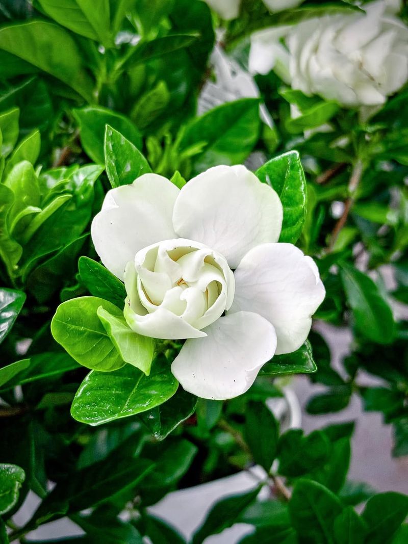 Gardenia (Gardenia jasminoides)