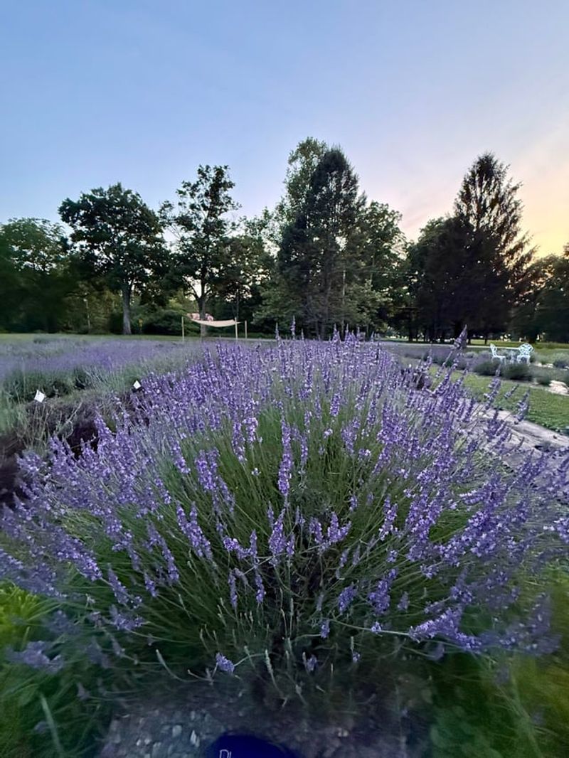Lavender (Lavandula spp.)