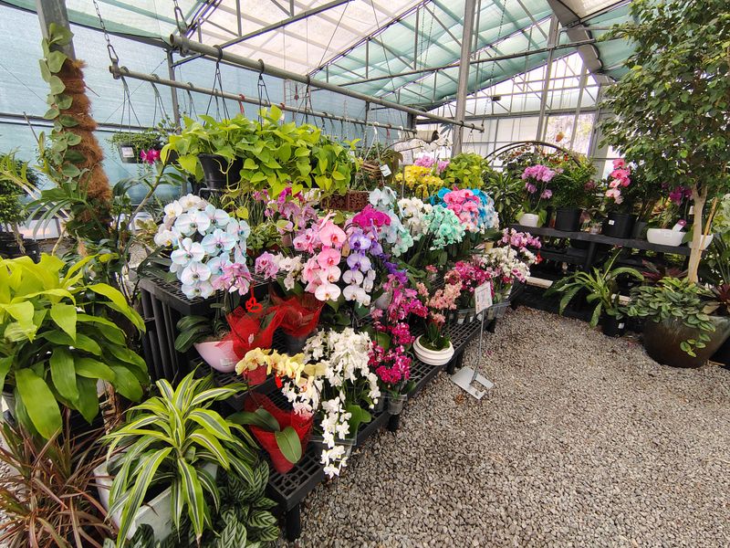 Lukas Nursery: Gift-Ready Flowers That Last