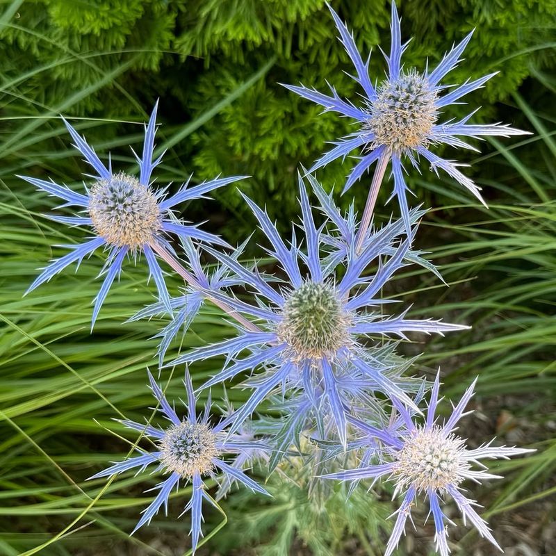 Sea Holly (Eryngium Spp.)
