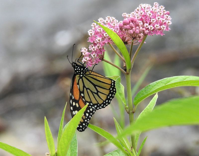 Milkweed