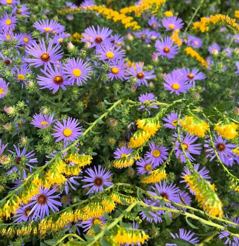 Goldenrod And Native Aster