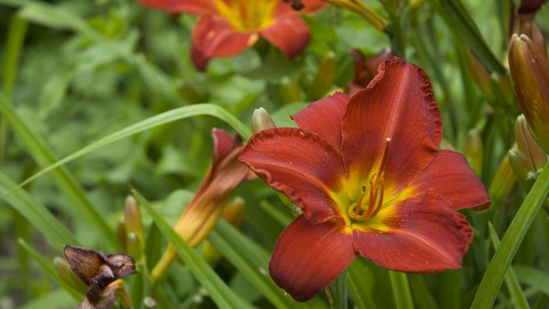 Daylily Powers Through Compacted Clay