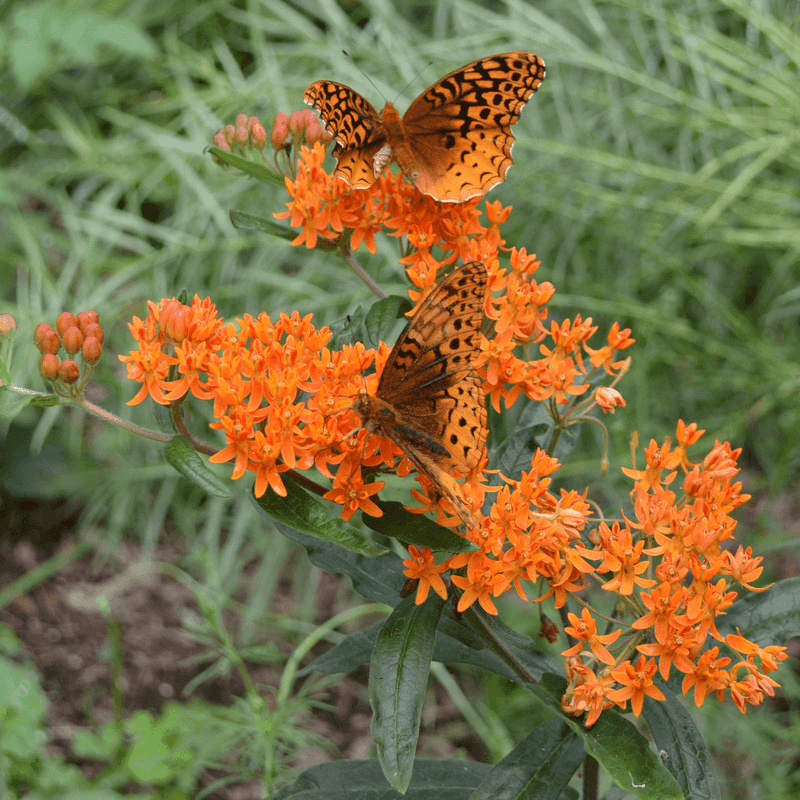 Butterfly Weed (Asclepias Tuberosa)