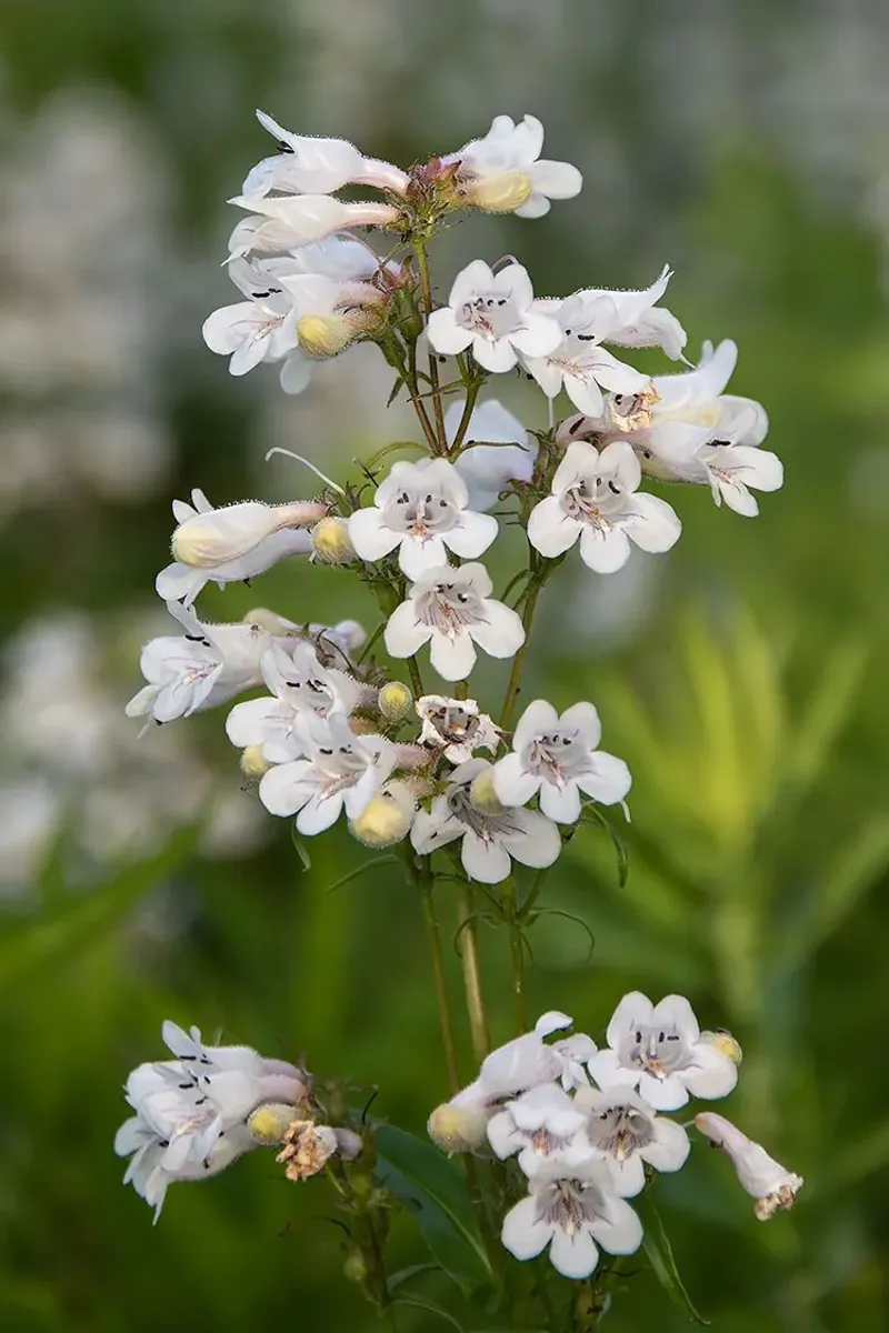 Smooth Penstemon (Penstemon Digitalis)