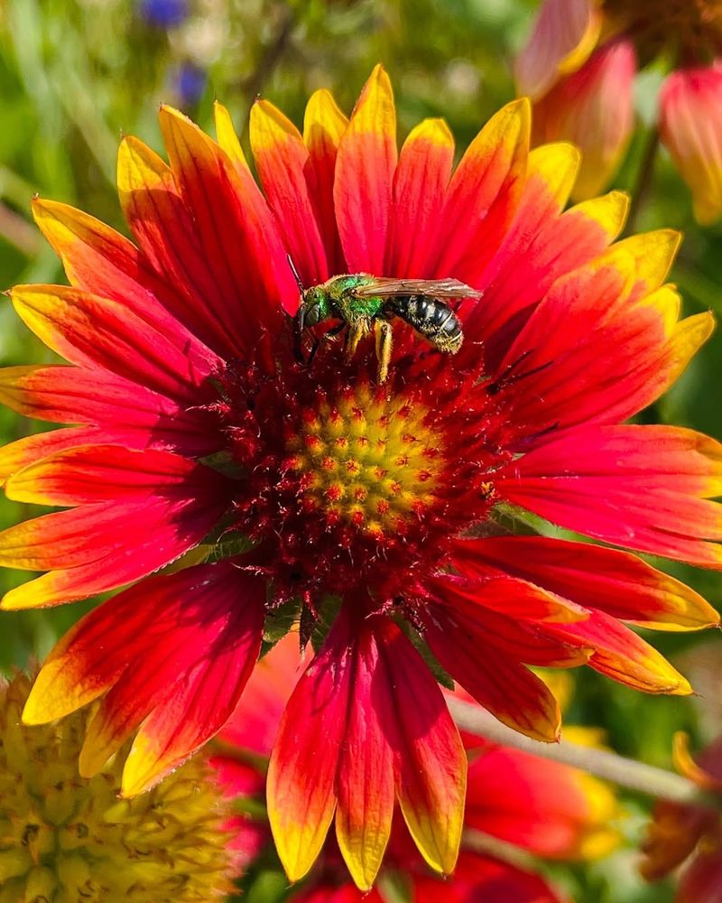 Blanket Flower Holds Up Through Heat While Bees Keep Visiting