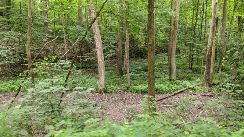 Blackhand Gorge Giant Sycamores, Licking County