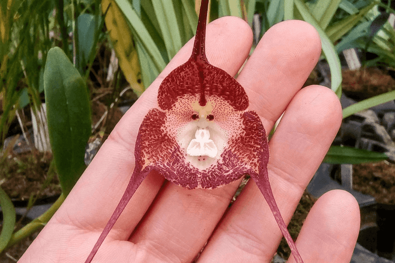 Monkeyface Orchid (Dracula simia)