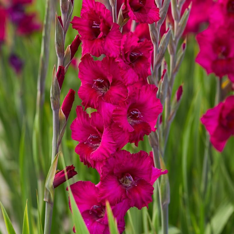 August Spotlights Gladiolus And Its Bold Meaning