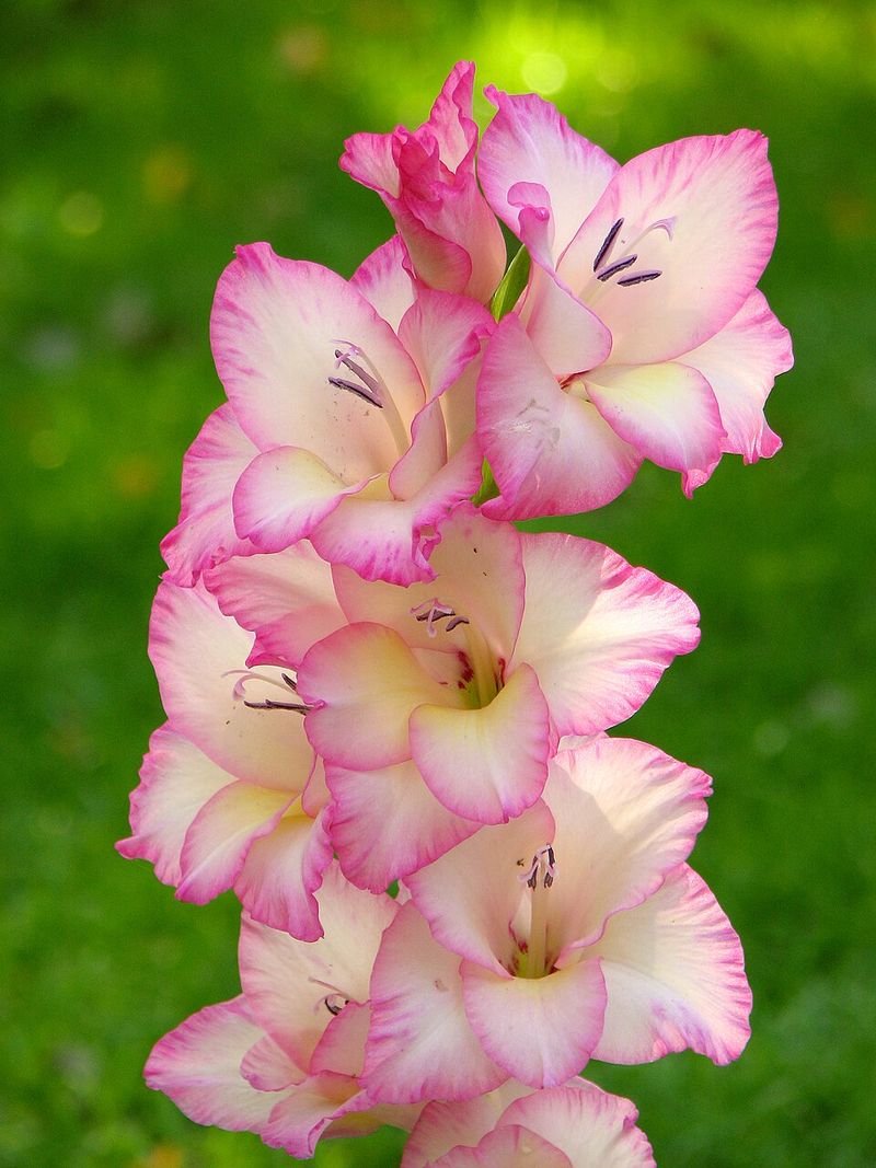 August — Gladiolus