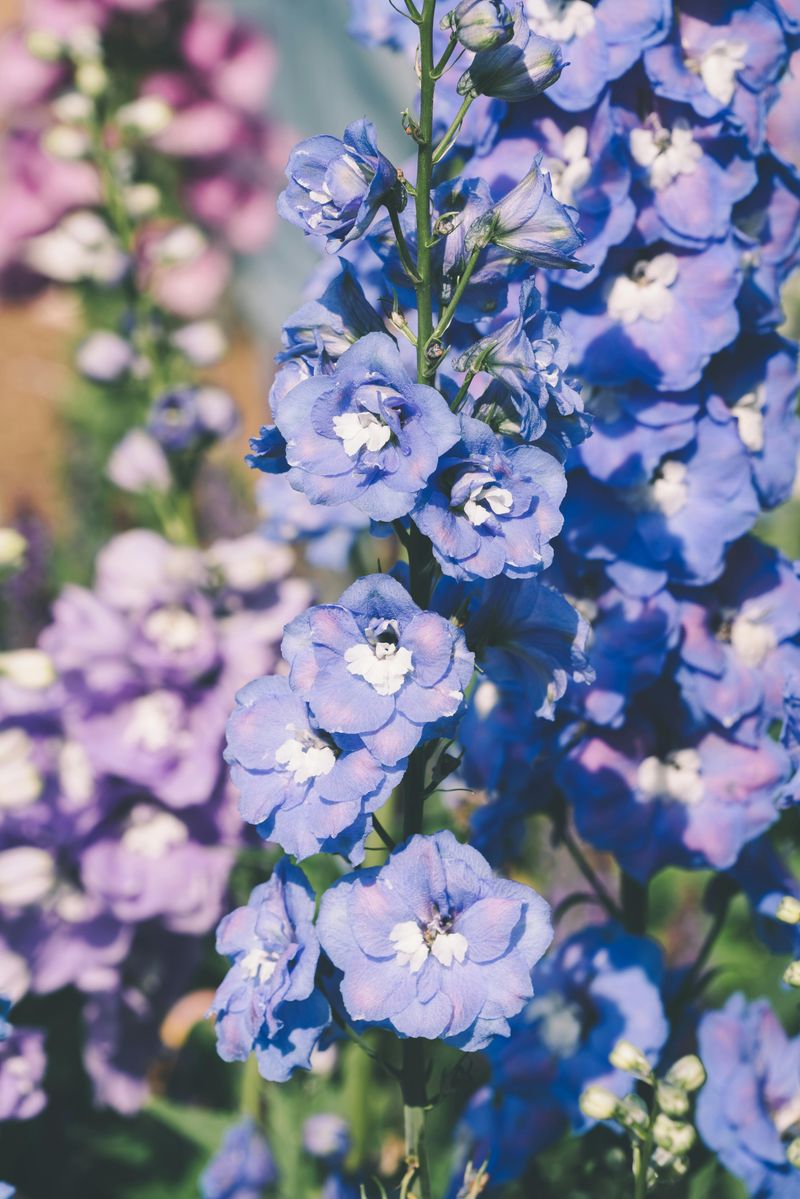 July Highlights Larkspur And Its Hidden Personality Traits