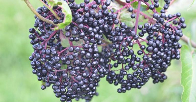 Elderberry Bushes That Bring Robins Flocking In